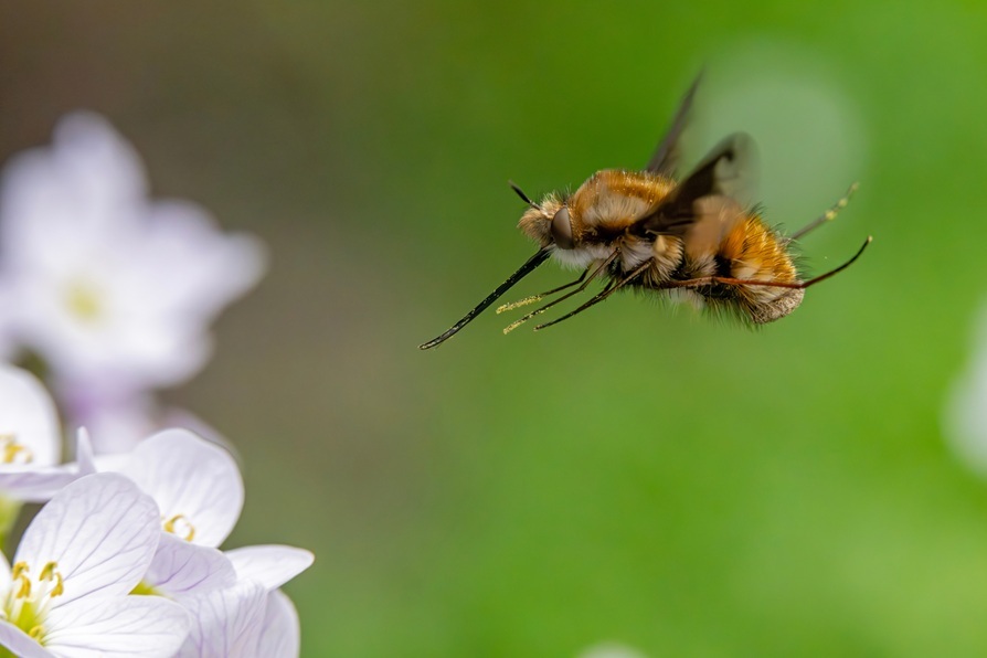 Europas Plan für die Wiederherstellung der Natur – und Deutschlands Beitrag zur Umsetzung