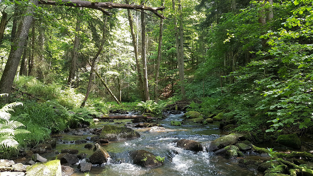 MARA - Margaritifera Restoration Alliance