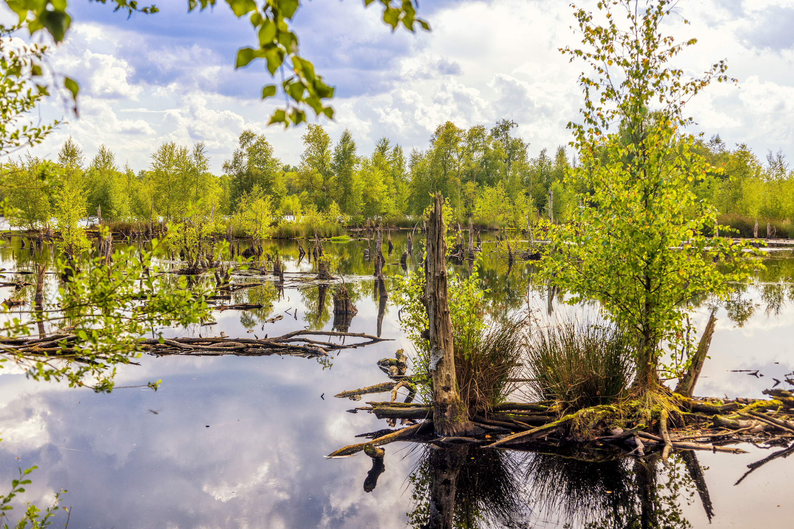Jahresthema 2025: Stadtnatur – ein Ökosystem mit Zukunftspotential