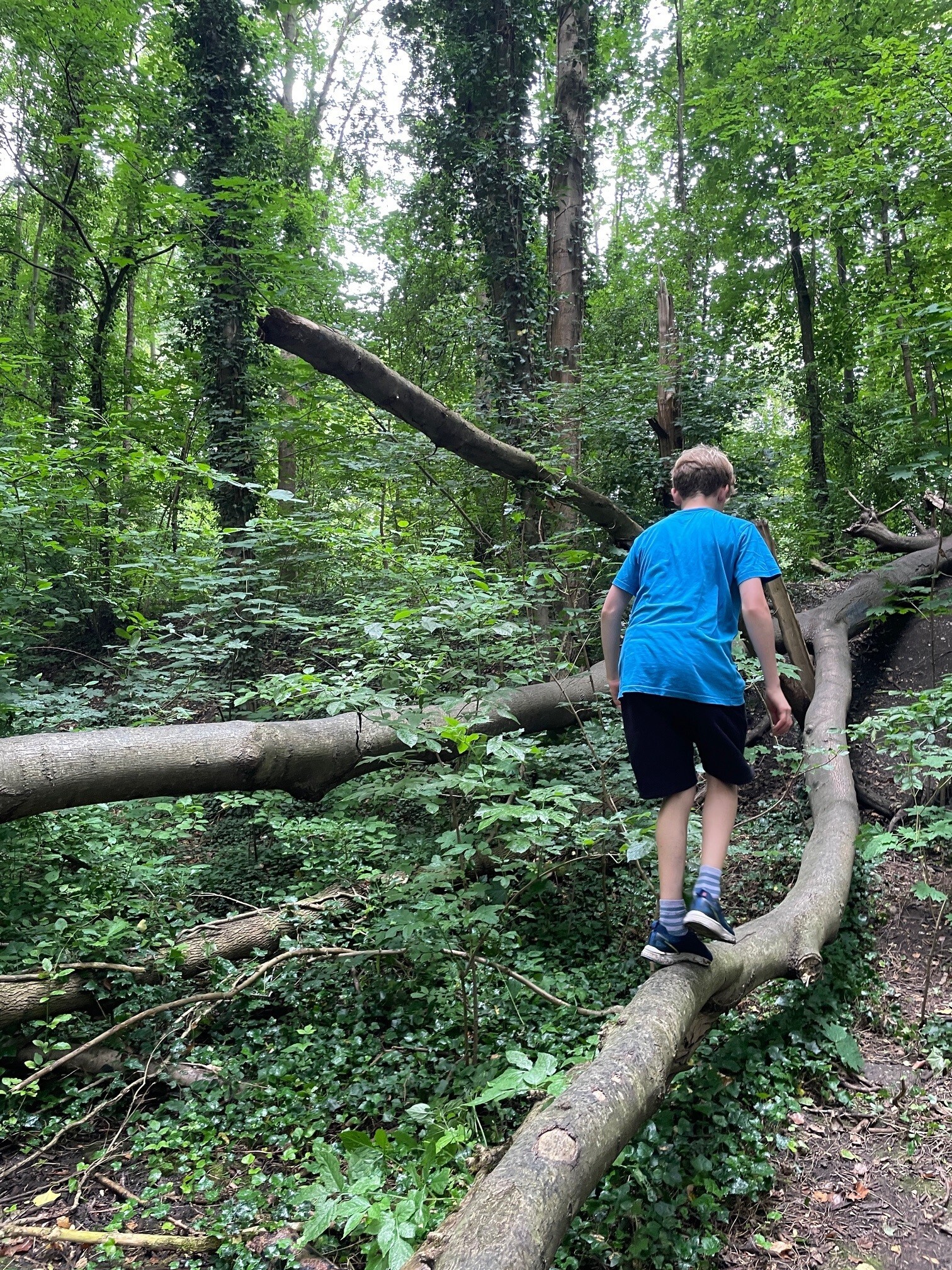 Schulwälder gegen Klimawandel