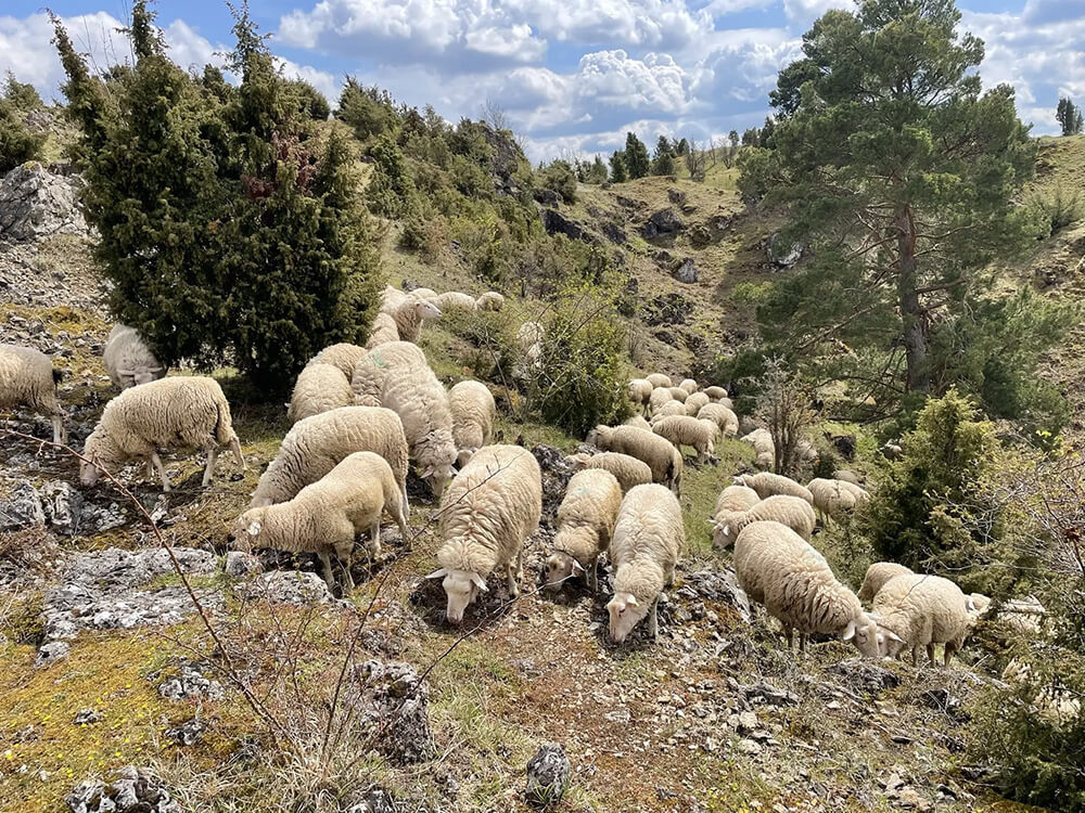Schaf schafft Landschaft – Biotopverbundkorridore durch Hüteschafhaltung in der Hotspot-Region „Werratal mit Hohem Meißner und Kaufunger Wald“