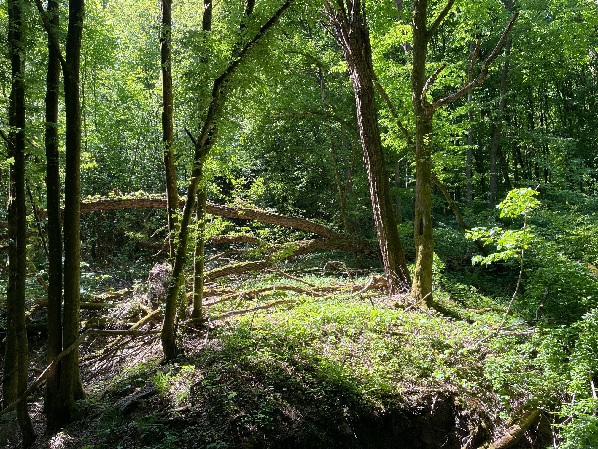Ohne Natur kein Leben: Warum wir den Verlust der biologischen Vielfalt mindestens so ernst nehmen müssen, wie den Klimawandel