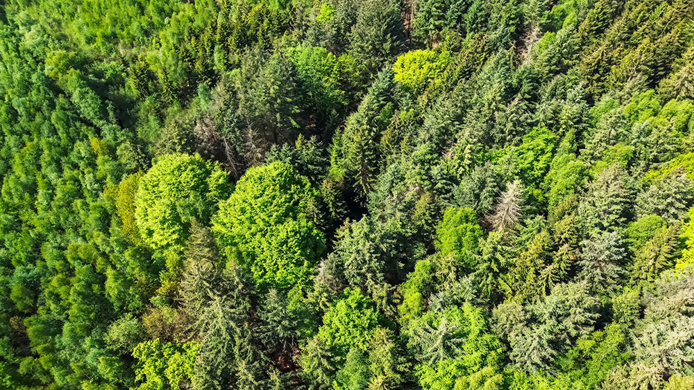 Wälder